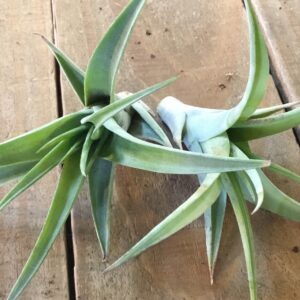 Rare Tillandsia Flexuosa Vivipara Northern Range