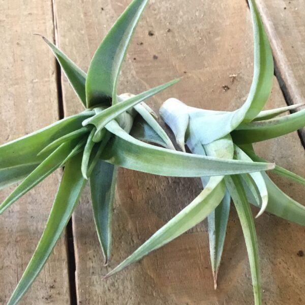 Rare Tillandsia Flexuosa Vivipara Northern Range