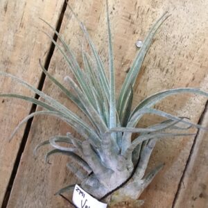 T Velickiana