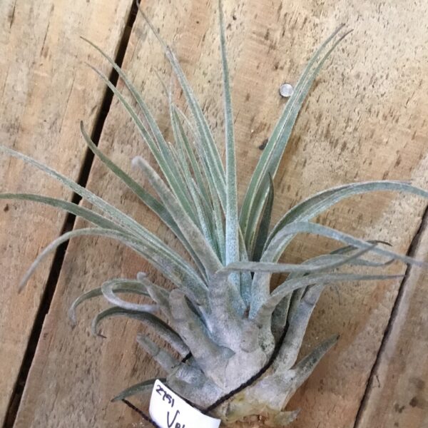 T Velickiana