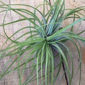 T Stricta Green XL