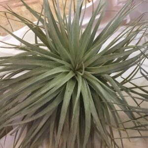 Tillandsia Houston Red Princess