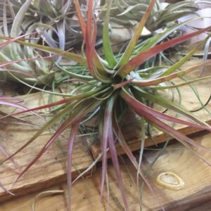 T Brachycaulos Medium