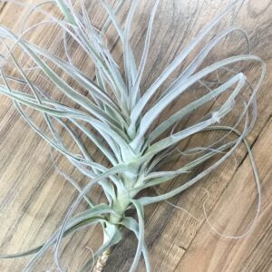 Tillandsia Straminea Dwarf Medium