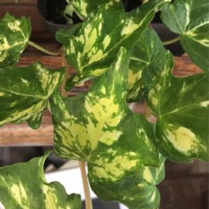 Evergreen Ivy Hedera