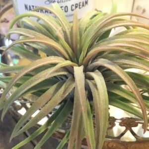 XL Ionantha Rubra