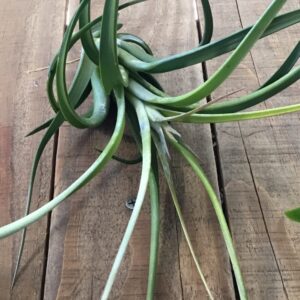 Concolor x Paucifolia Tillandsia Large