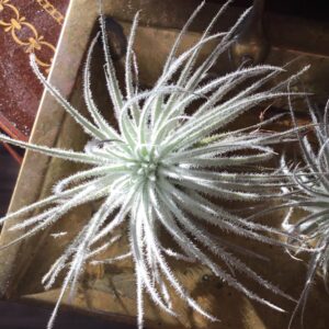Rare Tillandsia Tectorum Ecuador