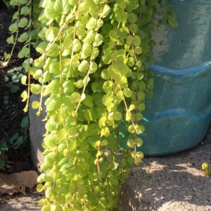 Creeping Jenny Golden Perennial