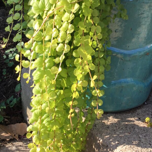 Creeping Jenny Golden Perennial