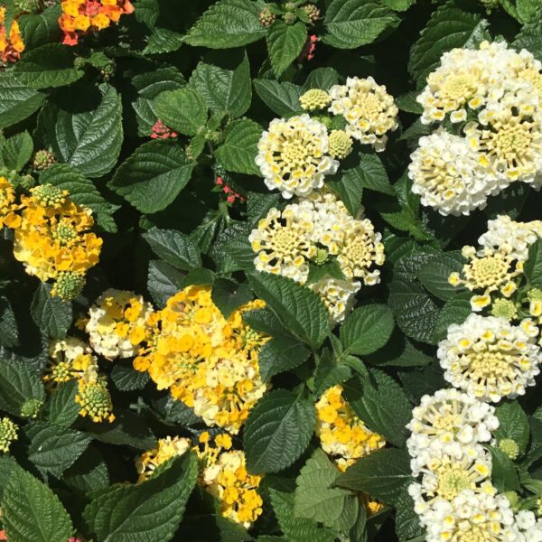 Lantana Full Sun Blooms Until First Frost Annual
