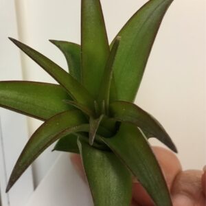 Tillandsia Brachycaulos Small