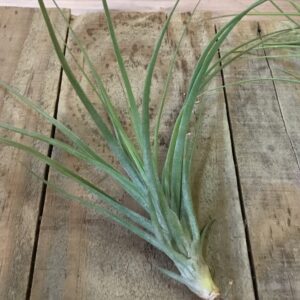 Tillandsia Moonlight Rectifolia