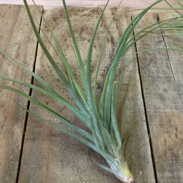 Tillandsia Moonlight Rectifolia