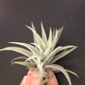 Tillandsia Harrisii Small