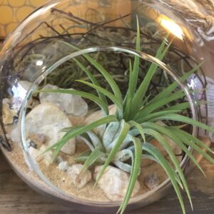 DIY Sm Orb + 1 Air Plant 4.5 in