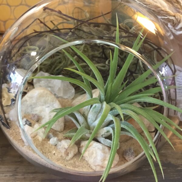 DIY Sm Orb + 1 Air Plant 4.5 in