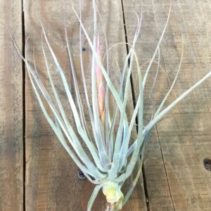 Schiedeana Major Tillandsia