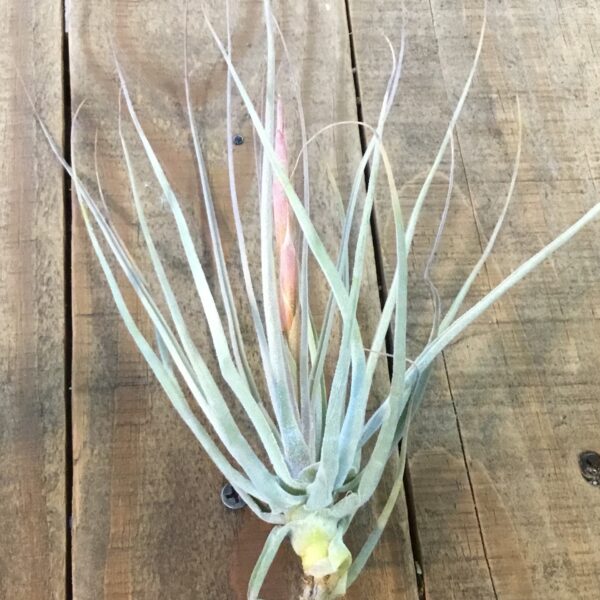 Schiedeana Major Tillandsia