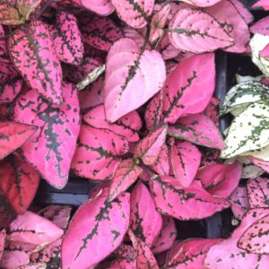 Hypoestes Polka Dot Plant Shade to Part Shade 4 in HB