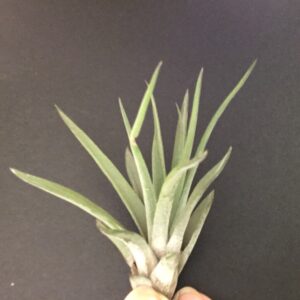 Velutina Tillandsia