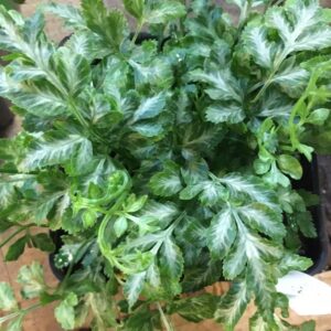 Silver Lace Fern