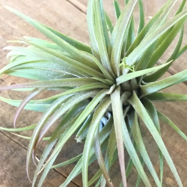 Lg Ionantha Rubra Tillandsia