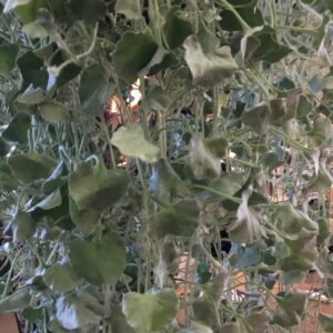 Dichondra Silver Falls Full to Part Sun 4.5 in pot