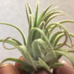 Small Ionantha Rubra