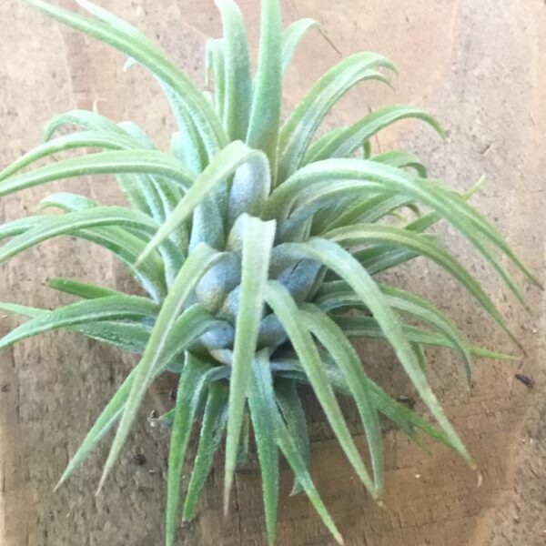 Med Ionantha Rubra Tillandsia