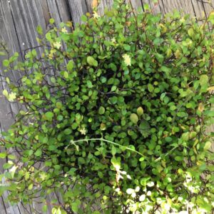 Creeping Wire Vine Muehlenbeckia Axillaris Full Sun | Part Sun HB