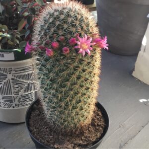 Cactus Full Sun | Dry