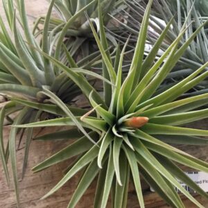 Tillandsia Espinosae Large
