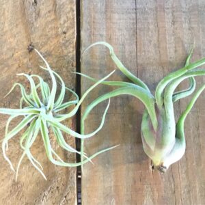 Caput Medusae Tillandsia
