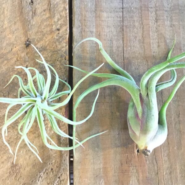 Caput Medusae Tillandsia