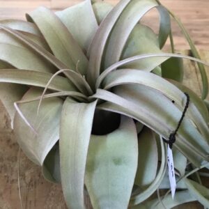 Tillandsia Xerographica Bright Indirect Light
