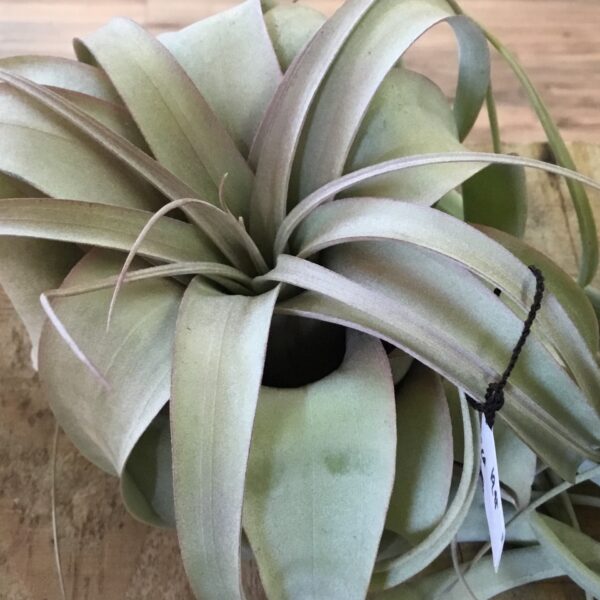 Tillandsia Xerographica Bright Indirect Light