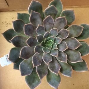 Succulent Sun | Dry Between Watering