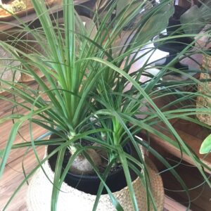 Ponytail Palm Sun + Dry DS