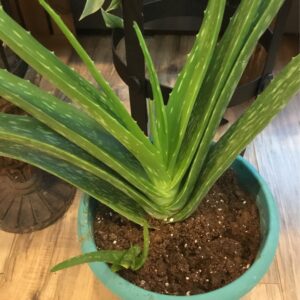 Aloe Vera Part Sun | Dry Between Watering 4 in Pot