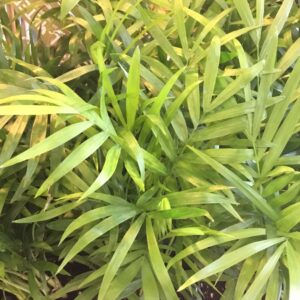 Neanthe Bella Palm Bright Indirect Light
