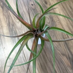 Capitata Red Tillandsia