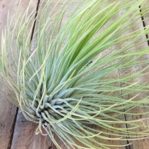 Tillandsia Andreana Bright Indirect Light