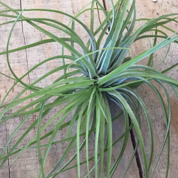 Tillandsia Stricta Green Large