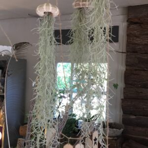 Sea Urchin Hanging Garden