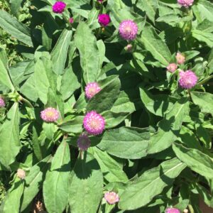 Gomphrena Full Sun Blooms til Frost Annual