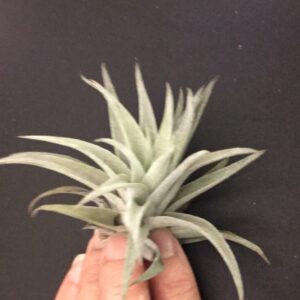 Tillandsia Harrisii Medium