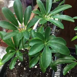 Arboricola Schefflera Bright Indirect Light DS