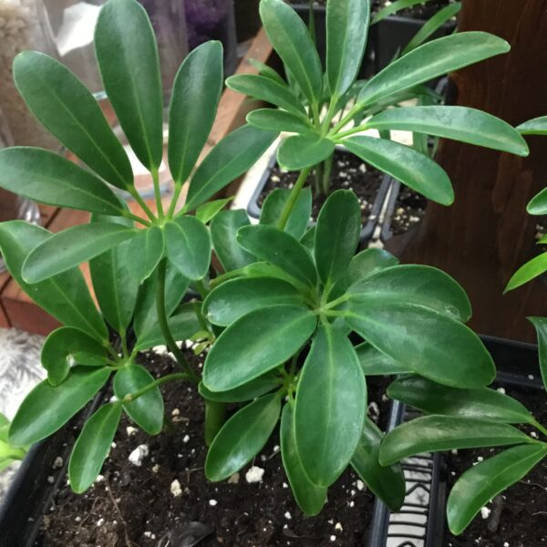 Arboricola Schefflera Bright Indirect Light DS
