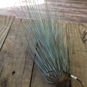 Tillandsia Juncea